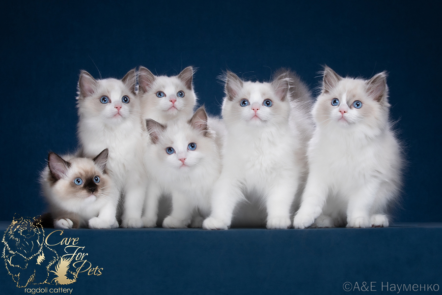 litter c-2024 ragdoll kittens