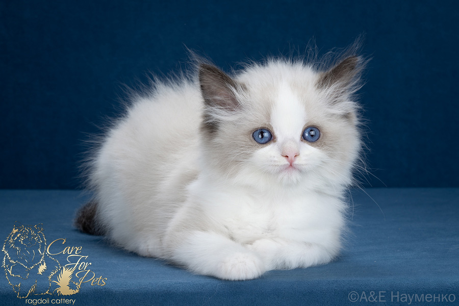 ragdoll kitten Esenia