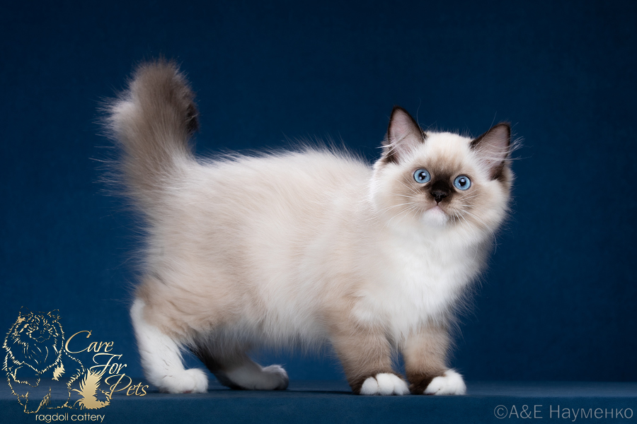 ragdoll kitten Felicia CareForPets*RU