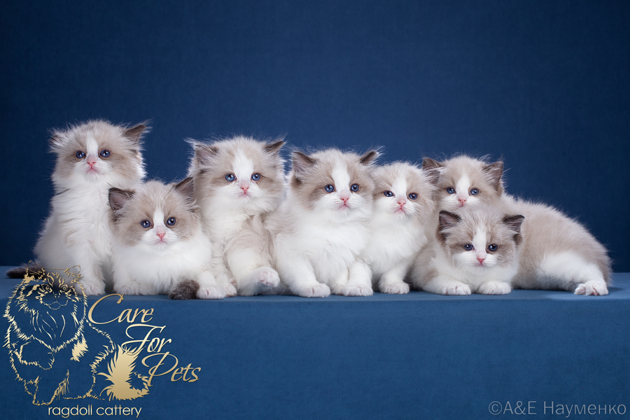 litter g-2024 ragdoll kittens