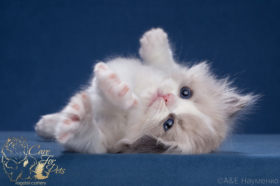 ragdoll kitten Happy Boy