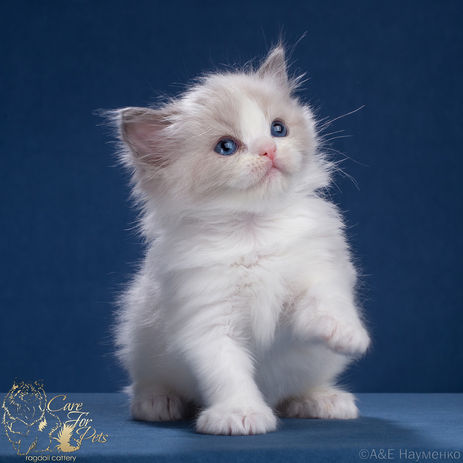 ragdoll kitten Hermes