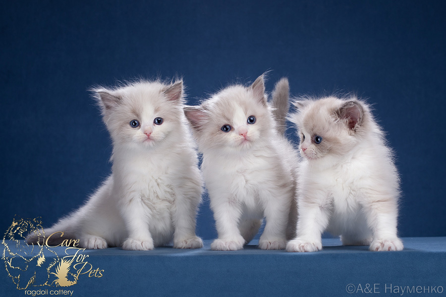 litter h-2024 ragdoll kittens