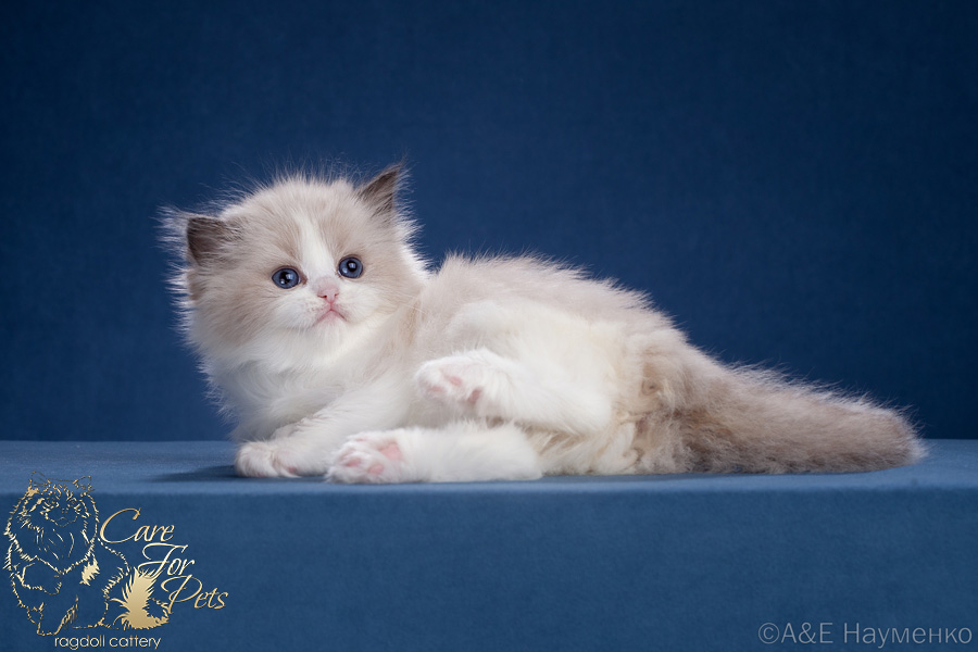 ragdoll kitten iris-2024