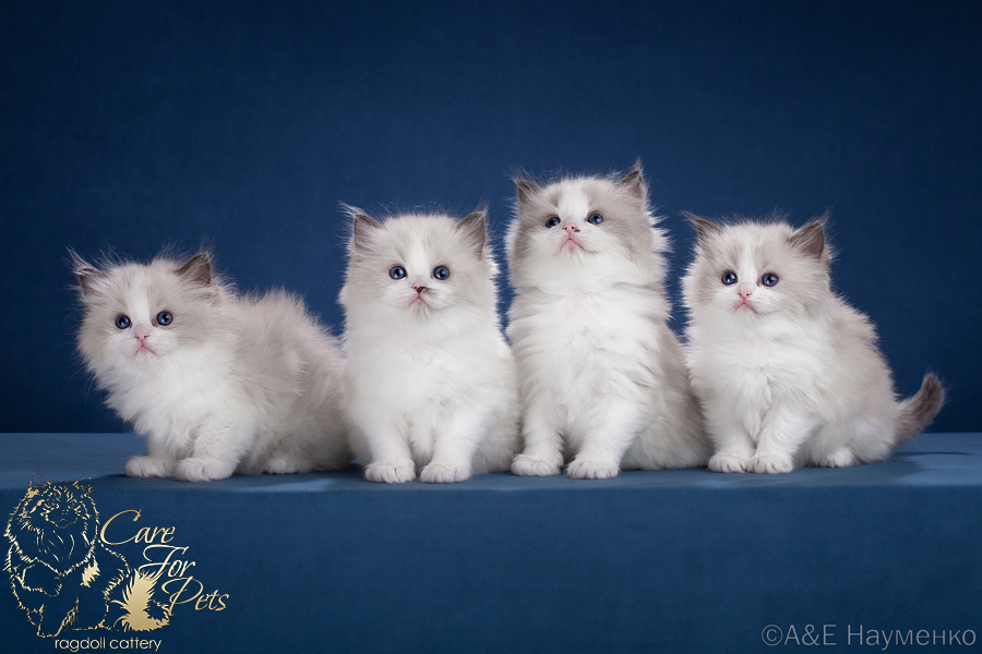 litter x-2024 ragdoll kittens