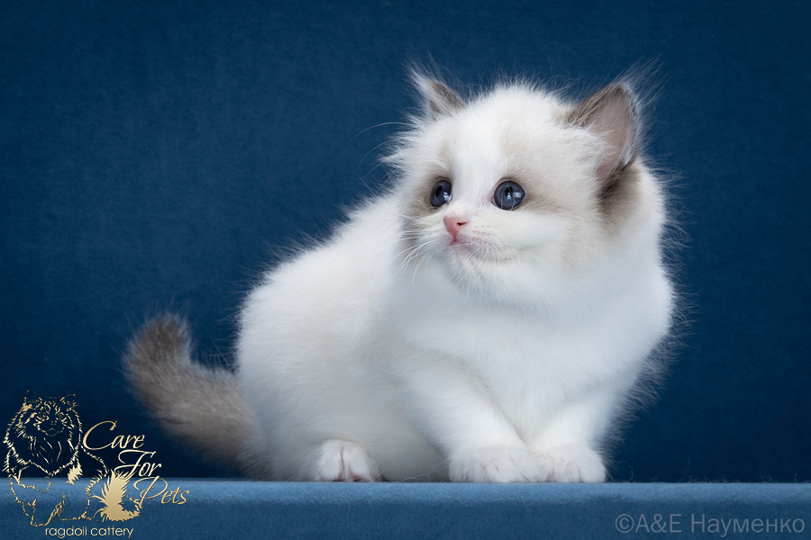 ragdoll kitten Irish Cream