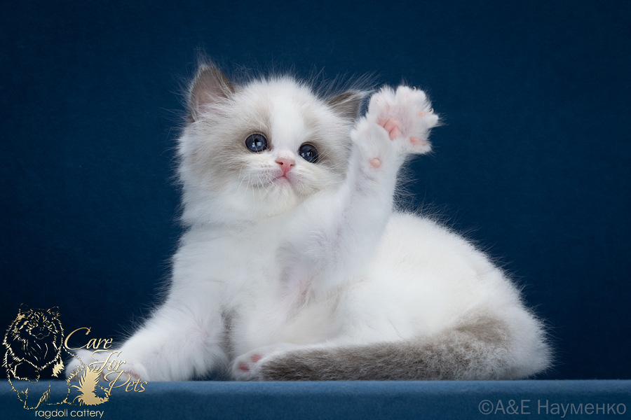 ragdoll kitten Ice Cream