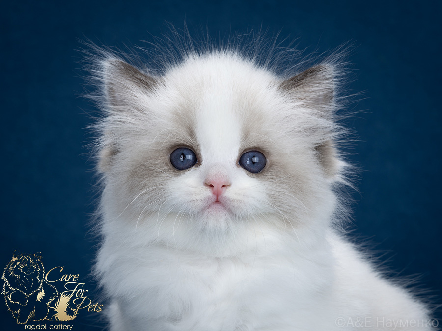 ragdoll kitten Indy