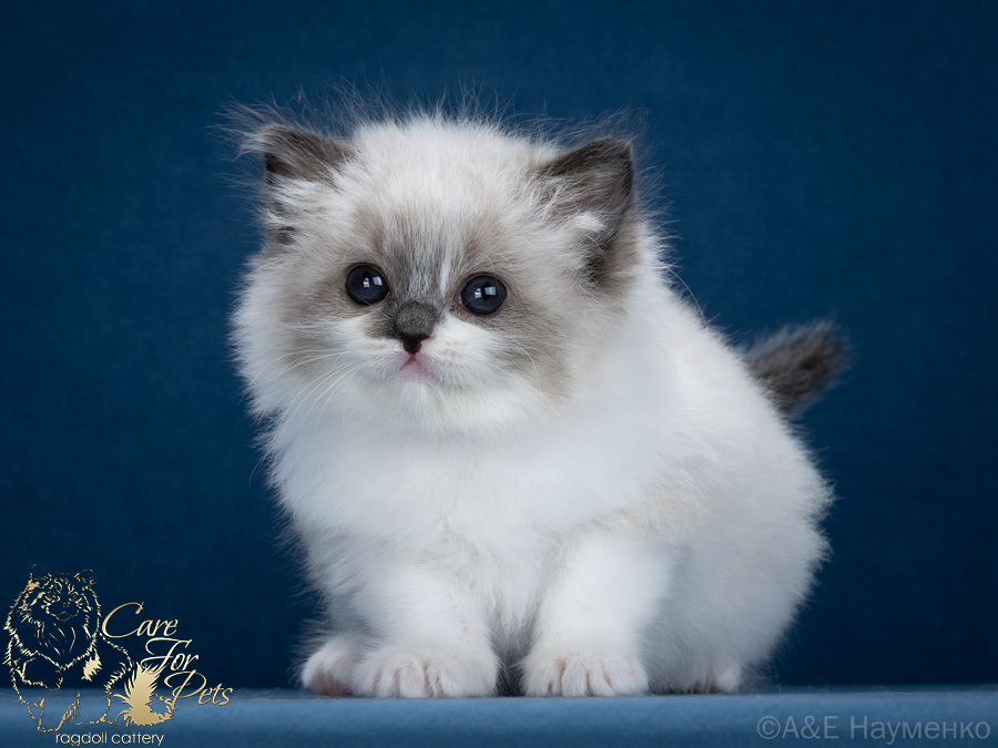 ragdoll kitten Ivory