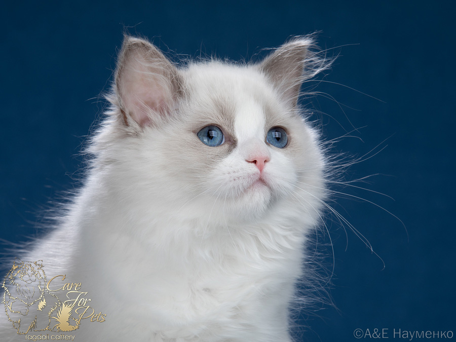 ragdoll kitten Juliana