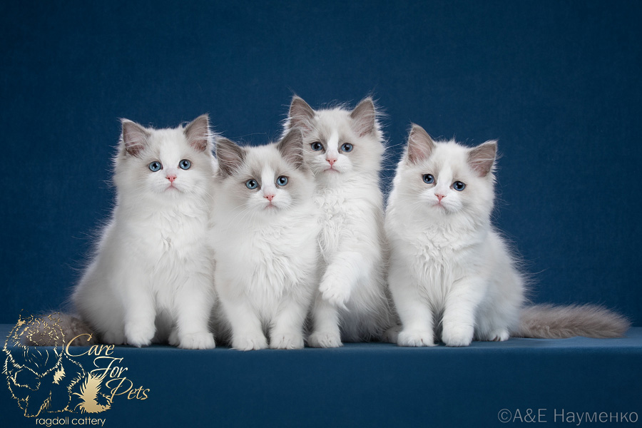 litter j-2024 ragdoll kittens