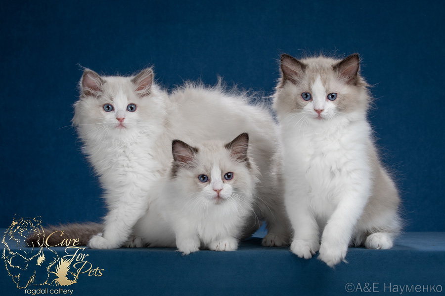 litter k-2024 ragdoll kittens