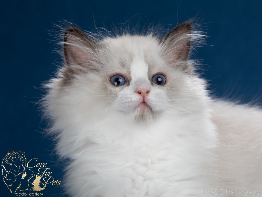 ragdoll kitten Kelly