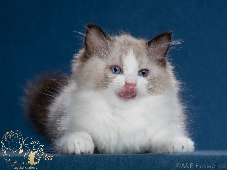 ragdoll kitten Kitty