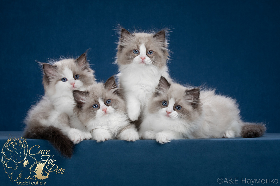 litter L-2024 ragdoll kittens