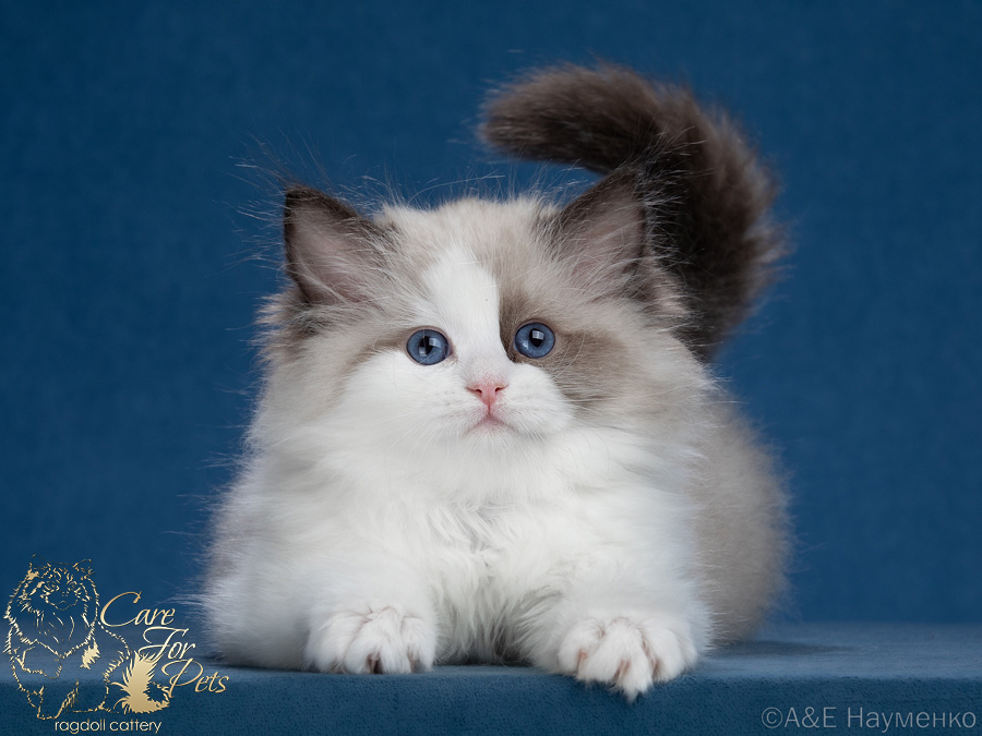 ragdoll kitten Lolita