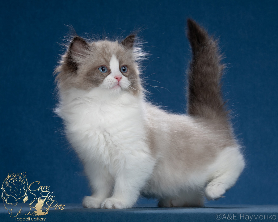 ragdoll kitten Luciana