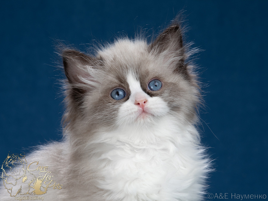 ragdoll kitten Lucy-2024