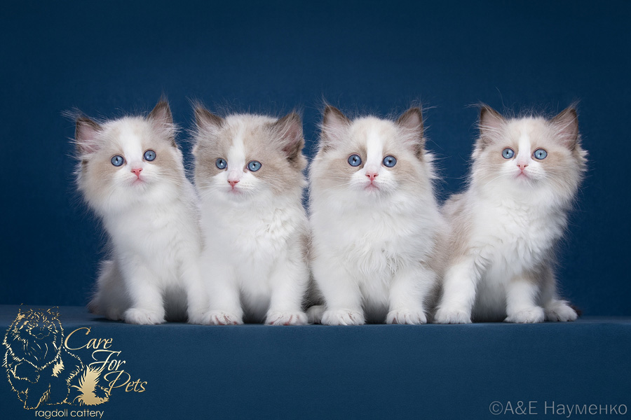 litter M-2024 ragdoll kittens