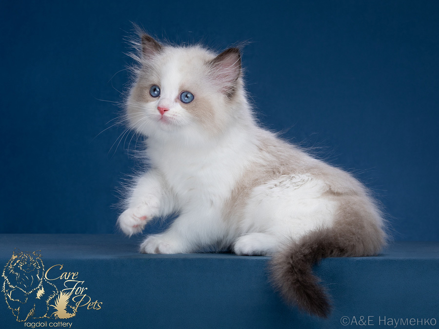 ragdoll kitten Mary