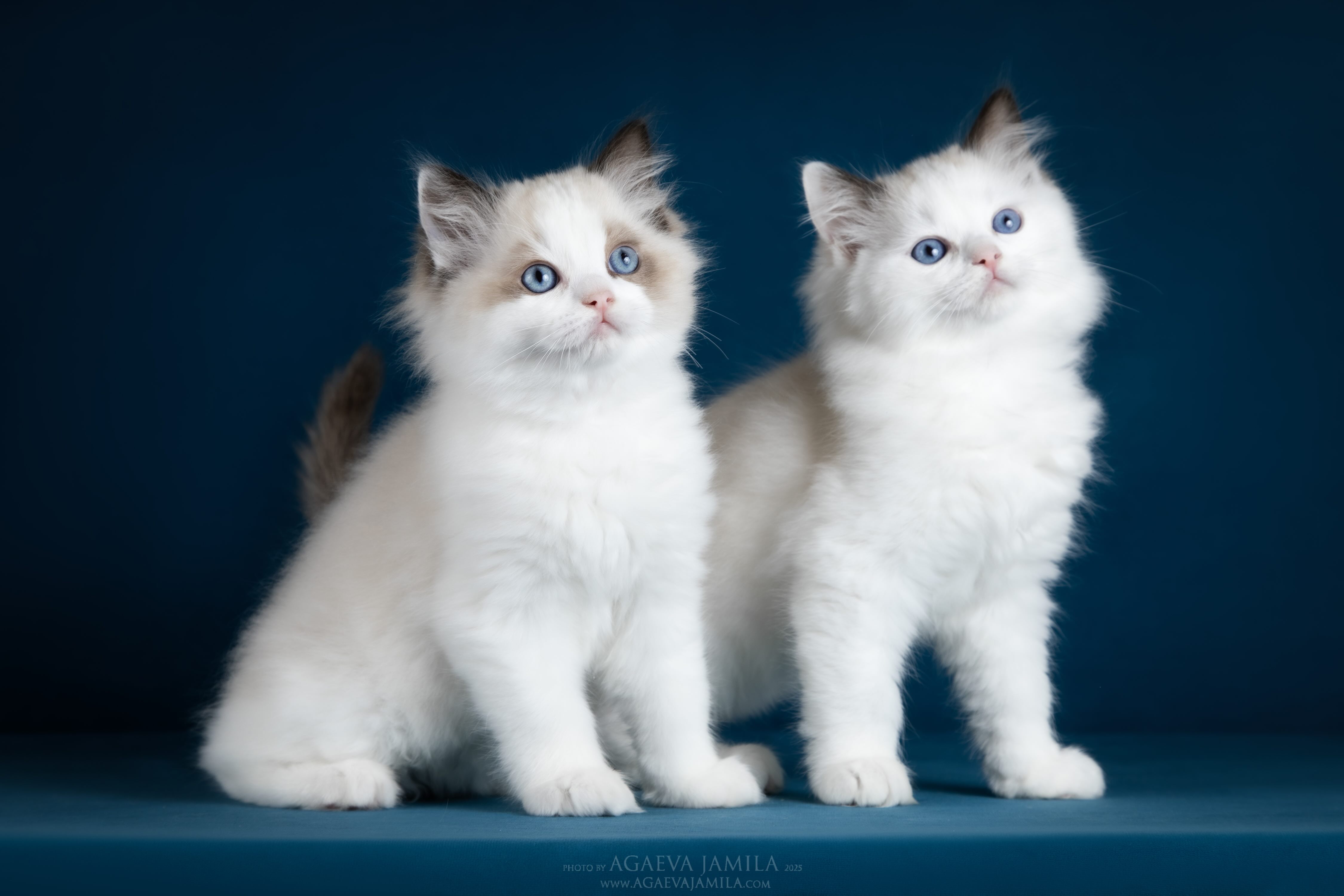 litter p-2025 ragdoll kittens
