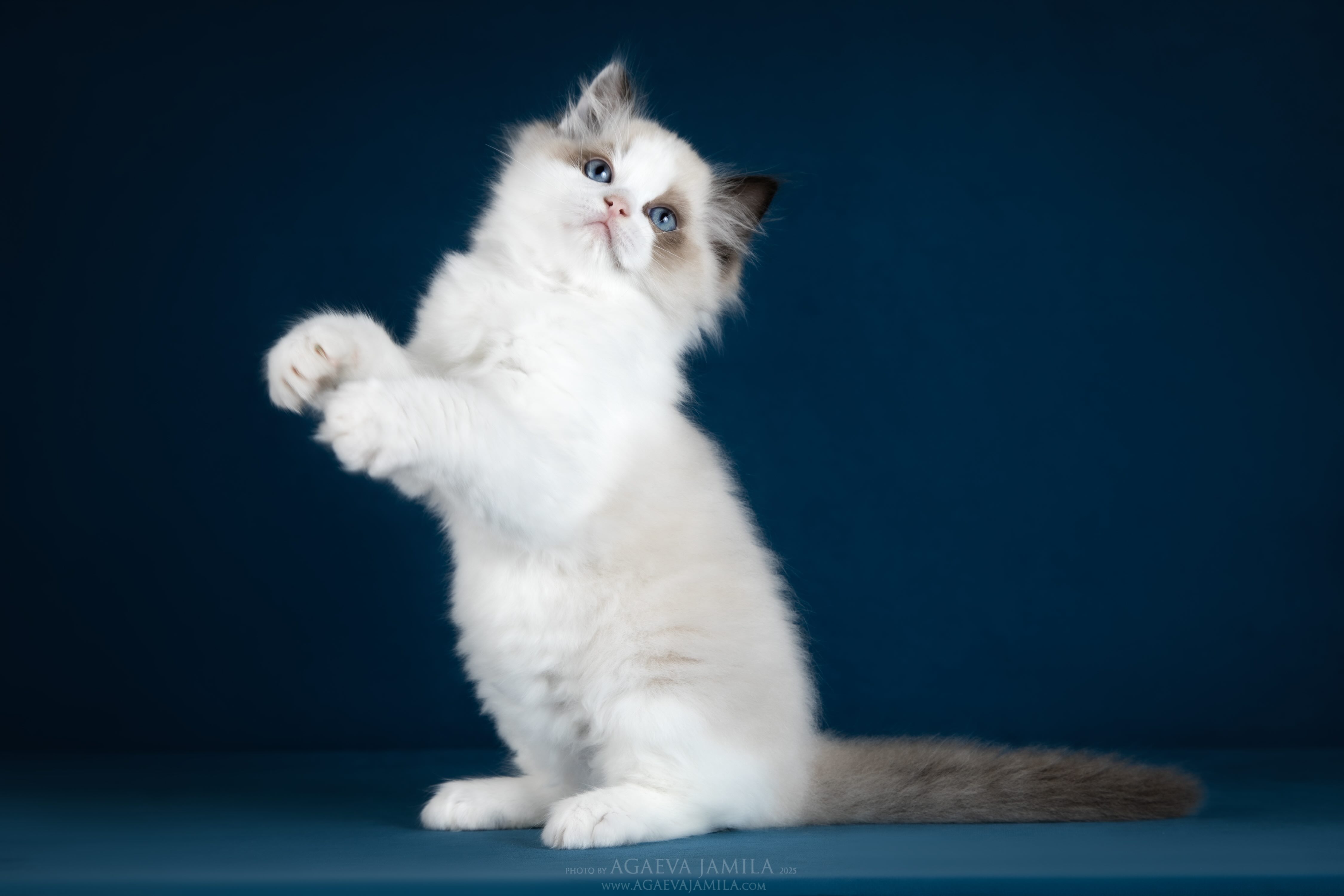 ragdoll kitten Queenie