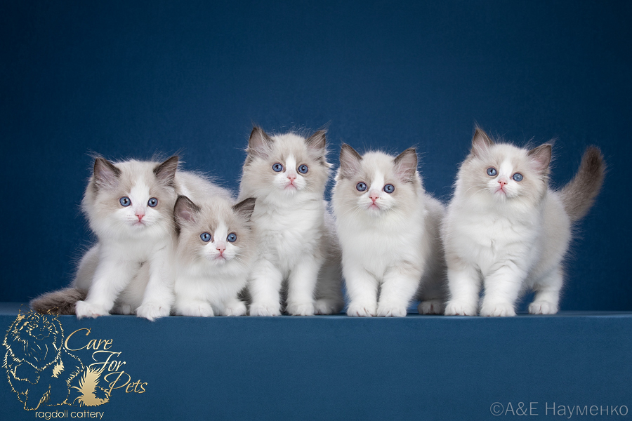 litter u-2025 ragdoll kittens