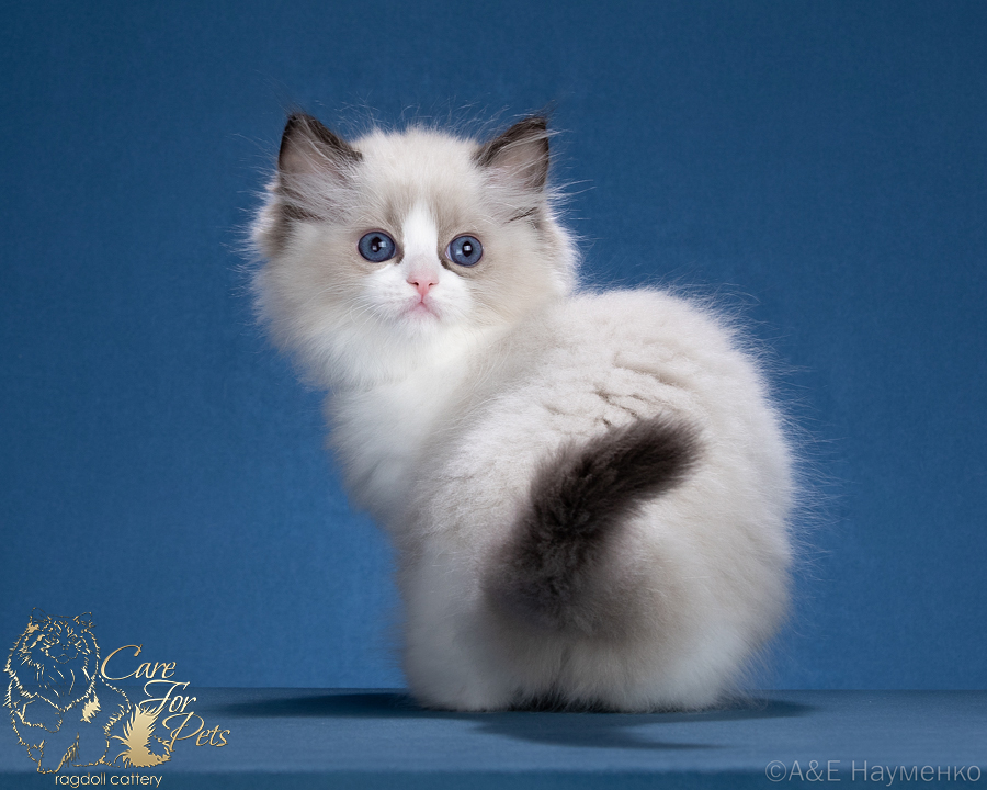 ragdoll kitten Ulicia