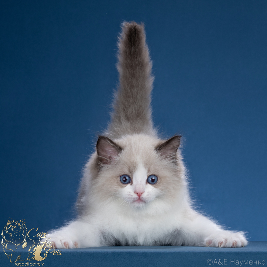 ragdoll kitten Unique Cat CareForPets