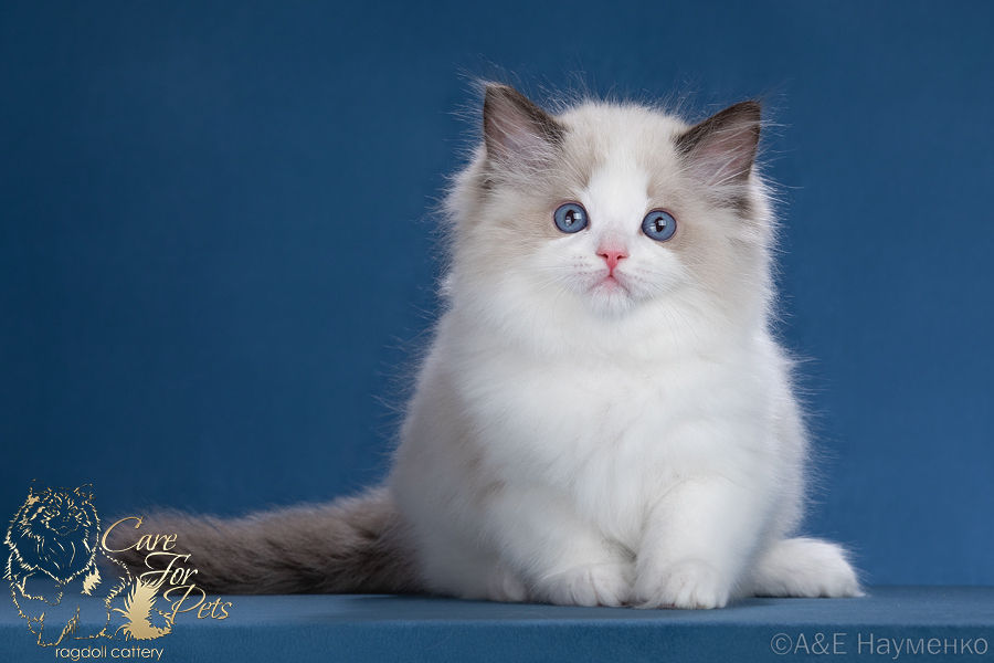 ragdoll kitten Urfin Jusse