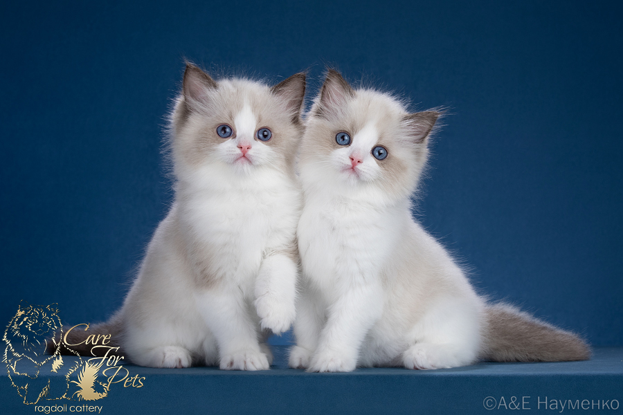 litter v-2025 ragdoll kittens