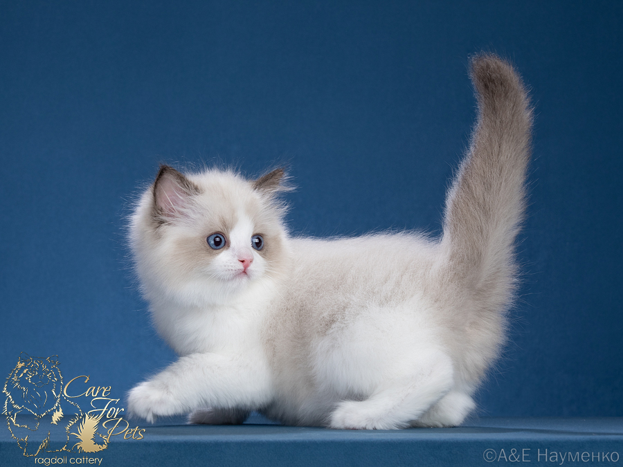 ragdoll kitten Valerie CareForPets