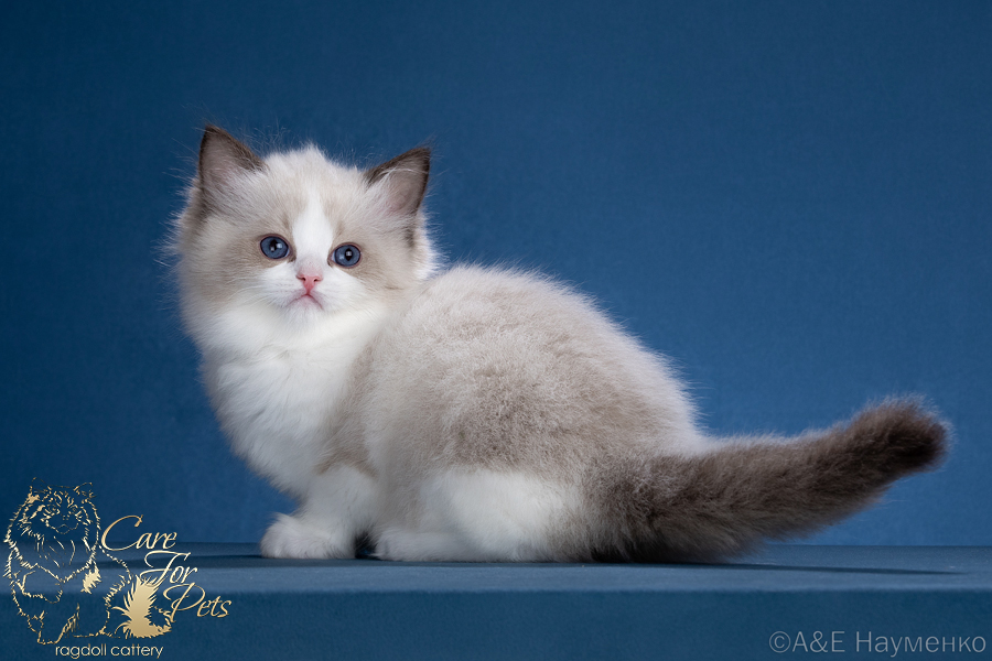 ragdoll kitten Victoria