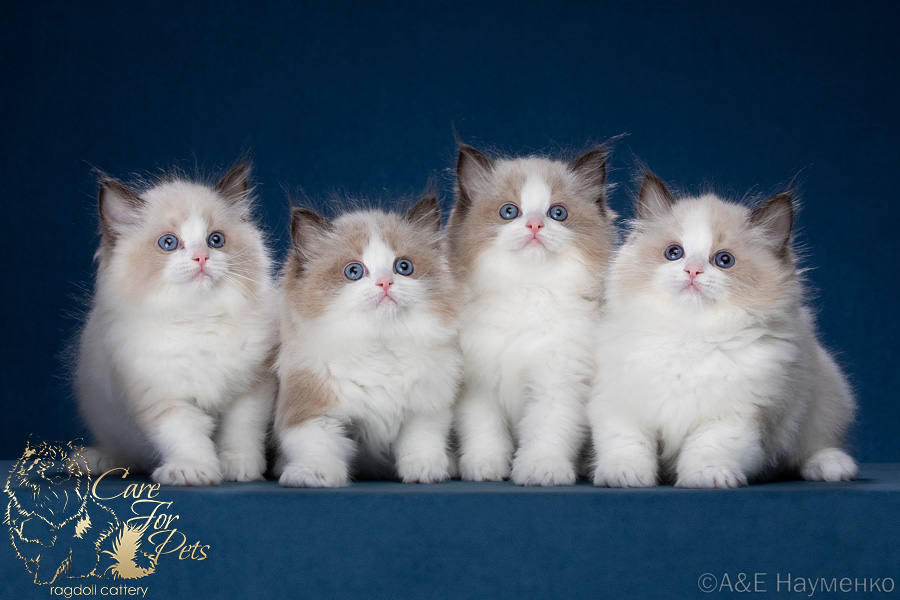 litter x-2024 ragdoll kittens