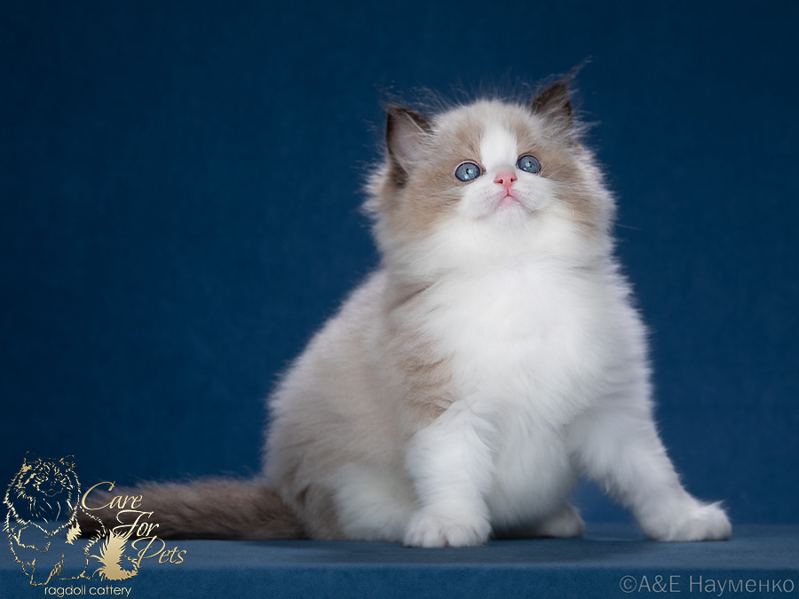 ragdoll kitten Xavier CareForPets*RU