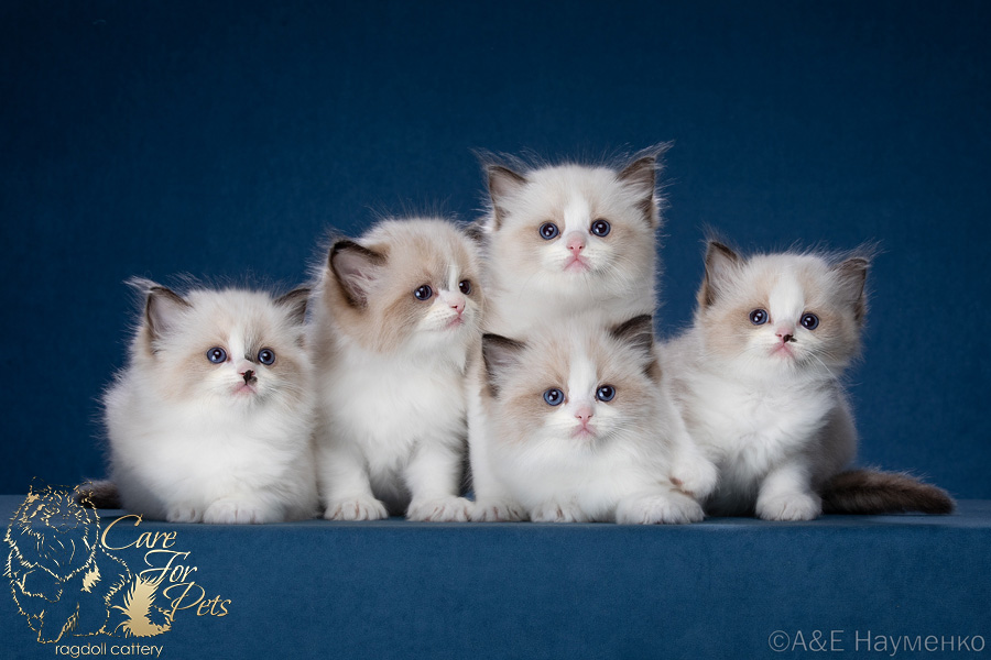 litter y-2024 ragdoll kittens