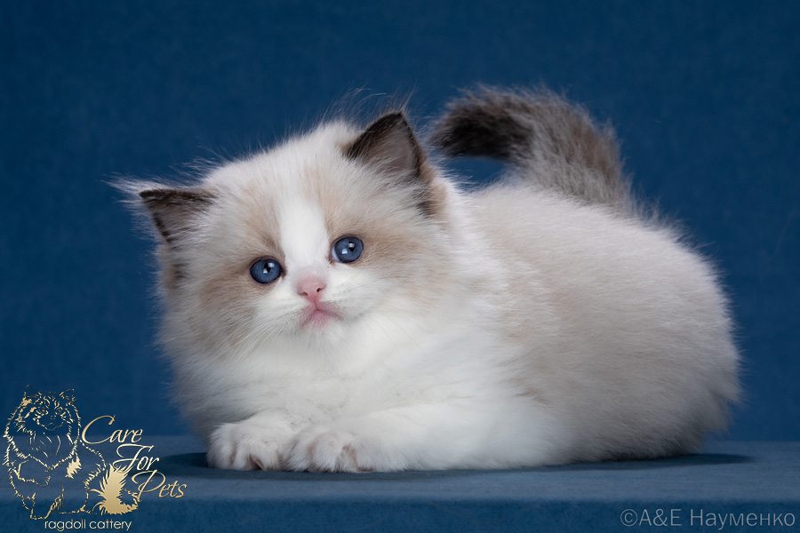 ragdoll kitten Yandex