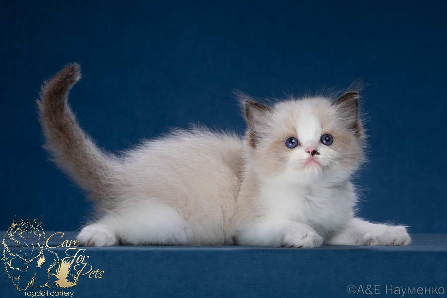 ragdoll kitten Yogi Bear