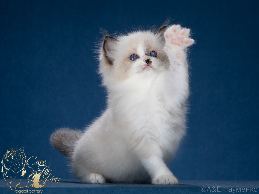 ragdoll kitten Yuccy CareForPets