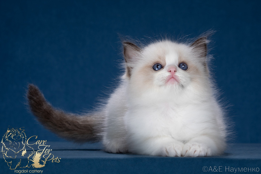 ragdoll kitten Yummy