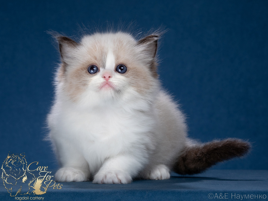 ragdoll kitten Yuppy CareForPets