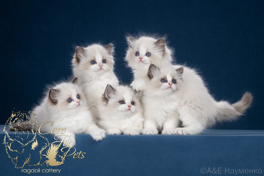 litter Y-2025 ragdoll kittens