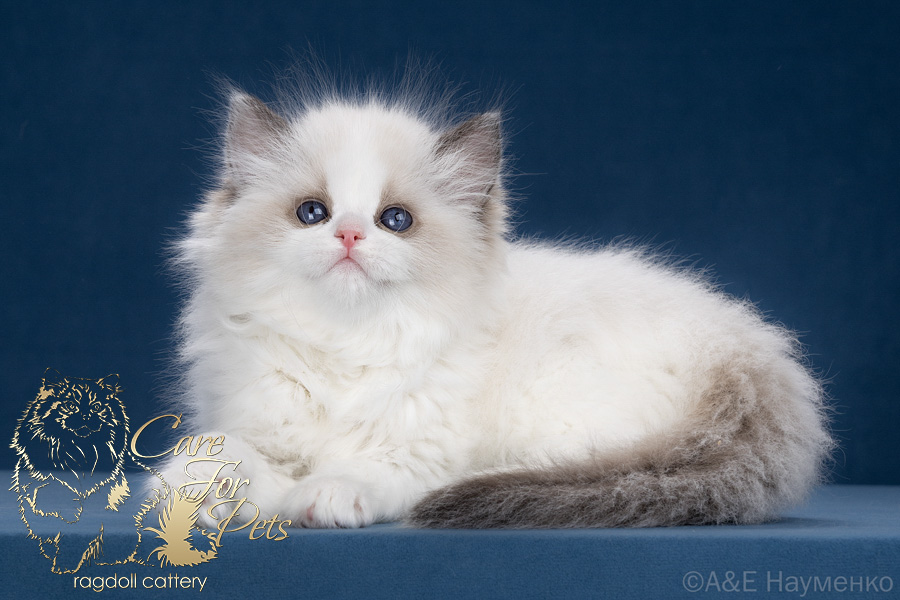 ragdoll kitten Yoko CareForPets