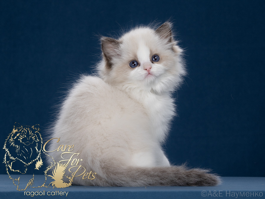 ragdoll kitten Your Love CareForPets