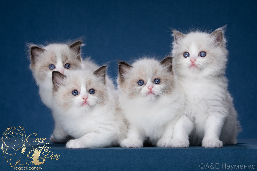 litter x-2024 ragdoll kittens