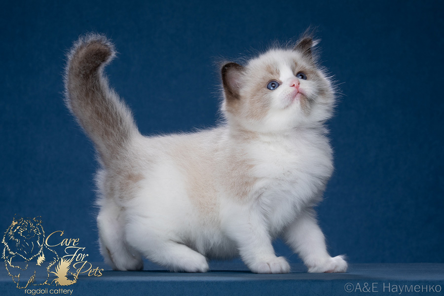 ragdoll kitten Z- CareforPets*RU