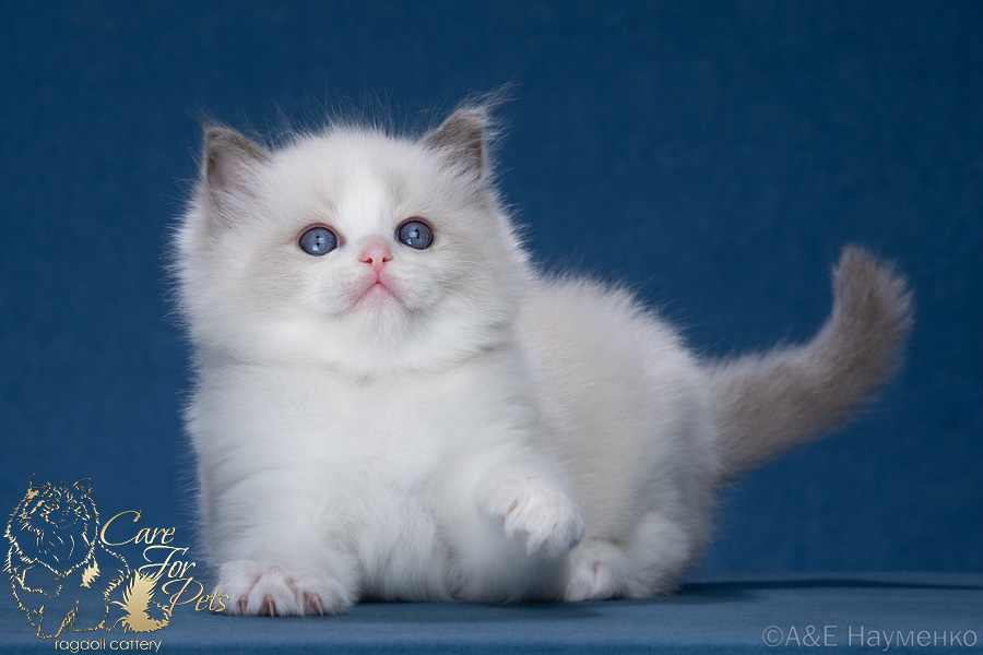 ragdoll kitten Zephyrus CareForPets*RU