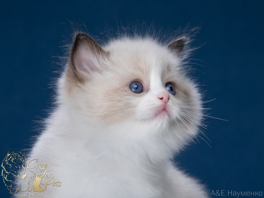 ragdoll kitten Zeus-2024