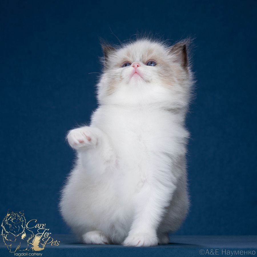 ragdoll kitten Zorro-Castiel CareForPets*RU