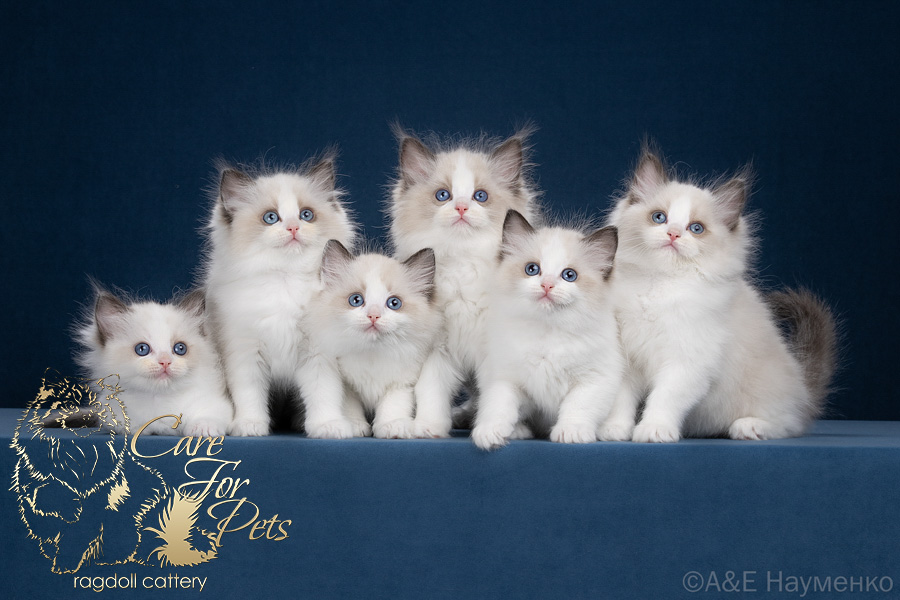 litter Z-2025 ragdoll kittens